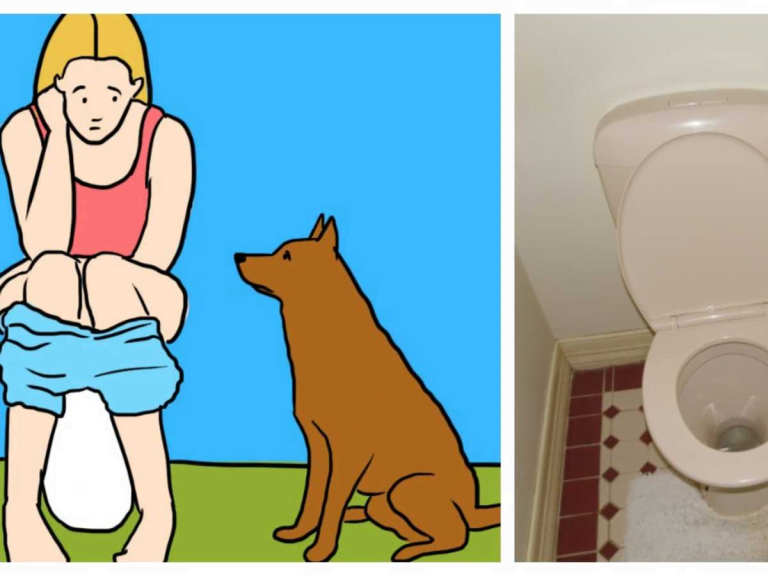 Dogs Follow You Into the Bathroom