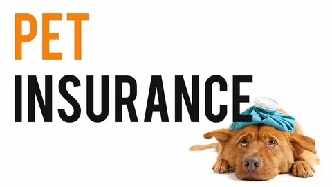 Pet Insurance